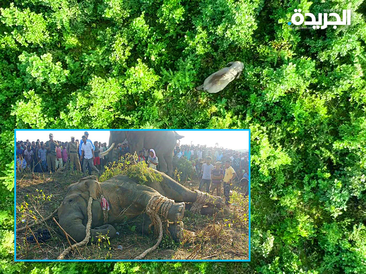 الفيل «بن لادن» مقيد بالحبال