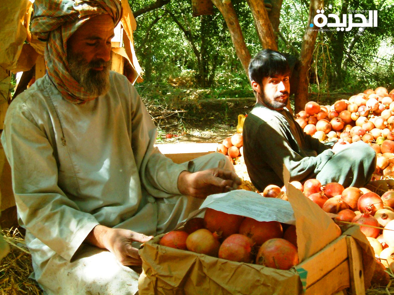 مزارعو الرمان في قندهار