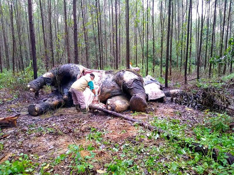 من قطع رأس الفيل وسرق أنيابه؟