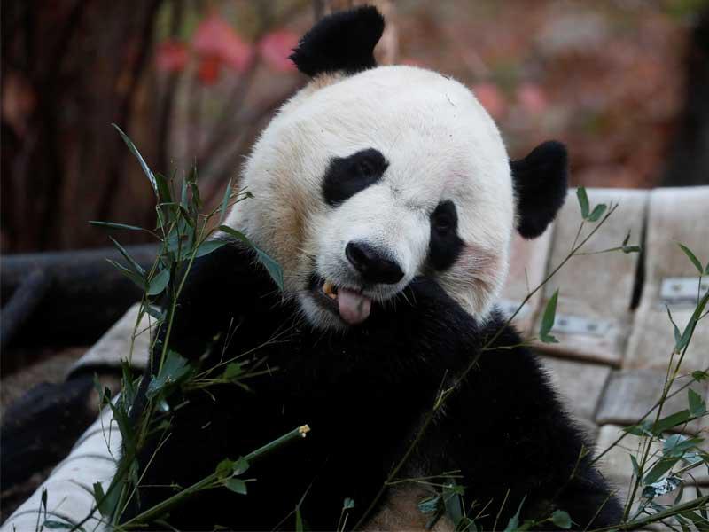 الباندا العملاقة ، للمرة الأخيرة في حديقة حيوان سميثسونيان الوطنية ، قبل مغادرته الصين