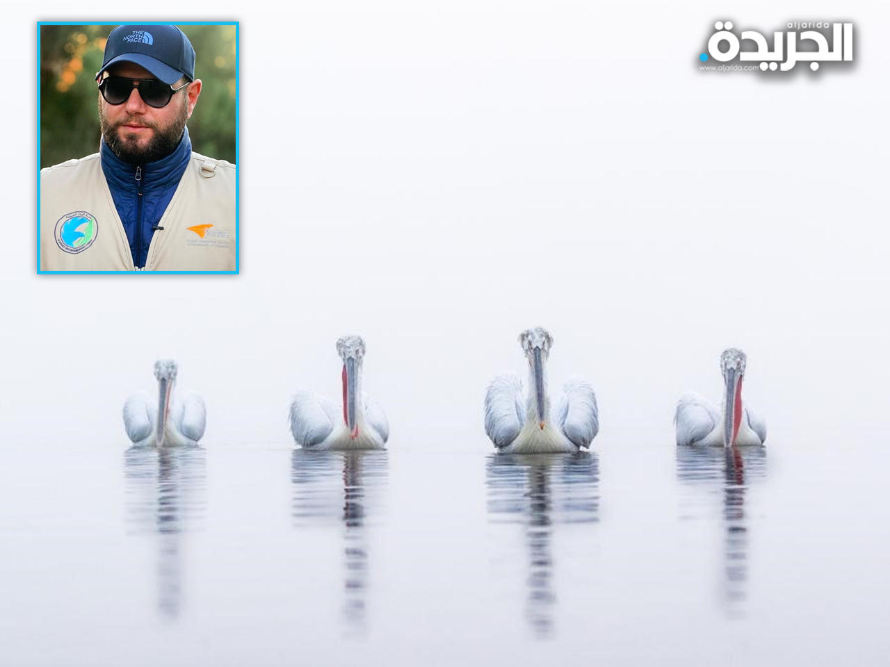 طائر البجع «الكدراء» -  تصوير: عمر السيد عمر 