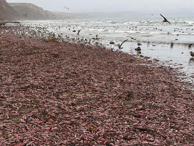 الديدان البحرية على شاطئ في كاليفورنيا