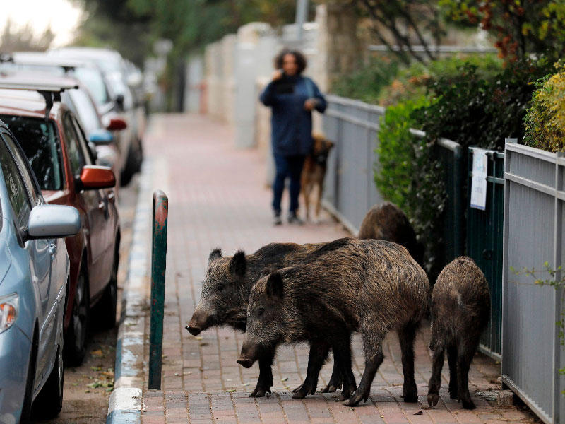 الخنازير البرية في منطقة سكنية في مدينة حيفا