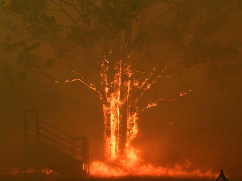 اندلاع حريق في  شجرة بالقرب من بلدة تهمور نيو ساوث ويلز ، أستراليا