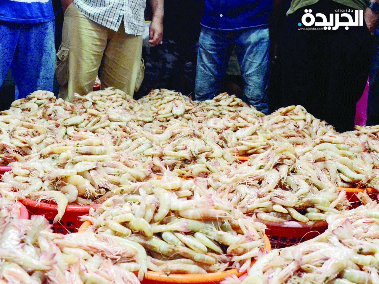 حظر صيد الروبيان من 1 يناير حتى 31 يوليو