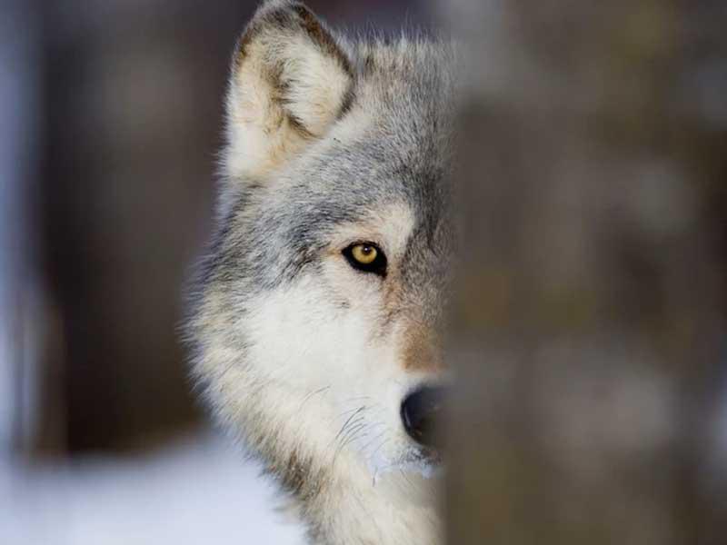 وجبة الذئب في «العيد»... كنغر