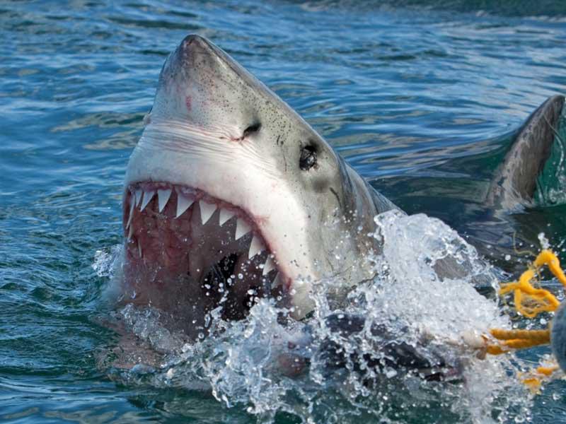قرش يهاجم سائحة فرنسية اثناء سباحتها في جزر سيشل