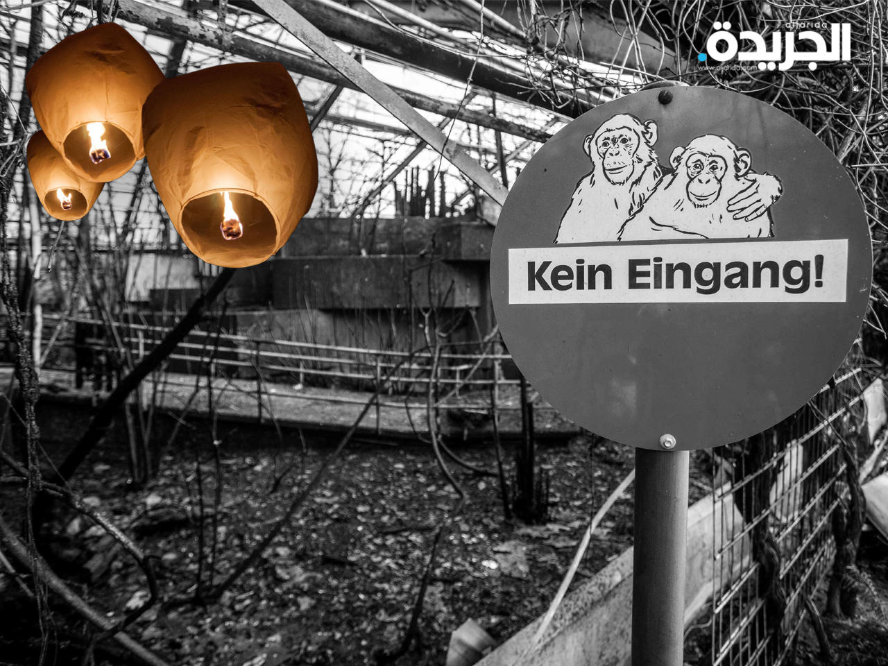 «فوانيس السماء» تسببت بحرق حديقة للقردة في ألمانيا