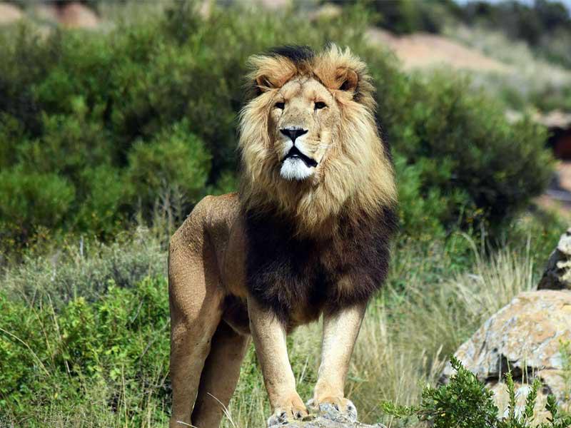 سمّموا الأسود وقطعوا أنوفها