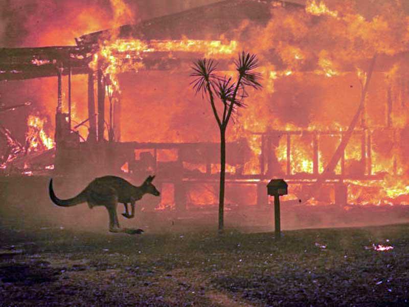 إجراءات قانونية ضد مجرمي الحرائق الأسترالية 