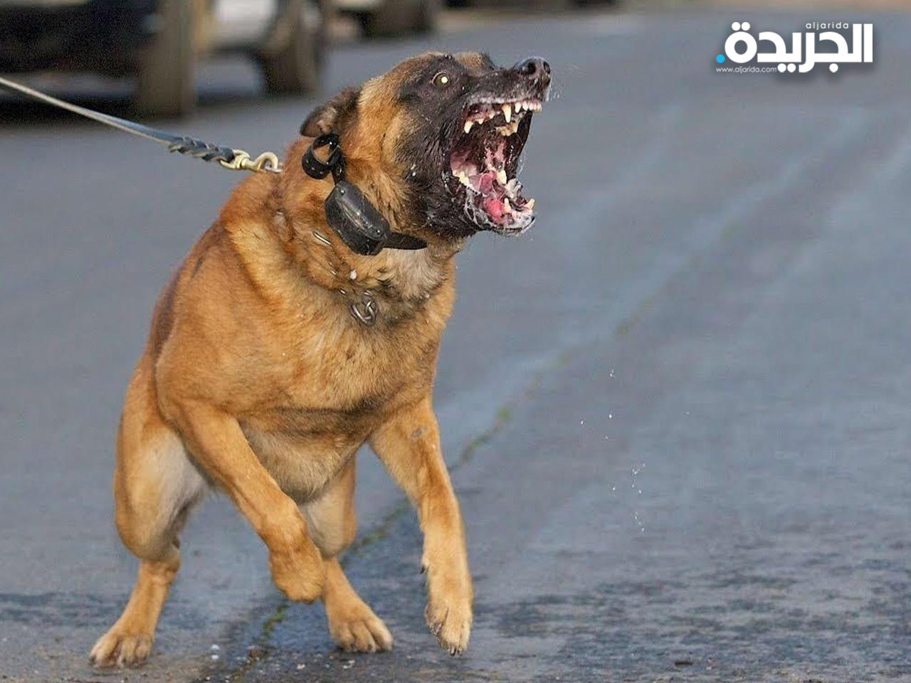 كلب يقتل مربيته في سويسرا