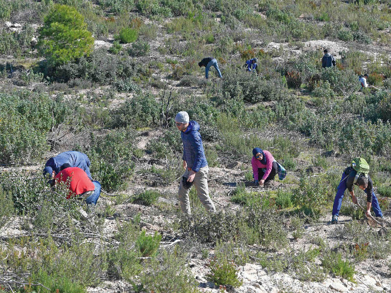 متطوعون يعيدون الصنوبر المحلي إلى تونس