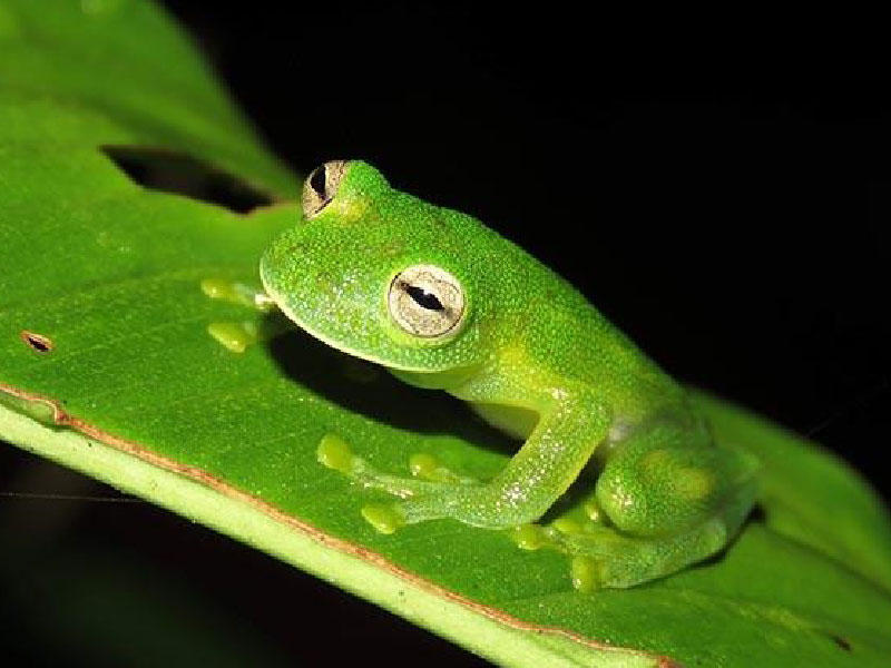 الضفدع الزجاجي