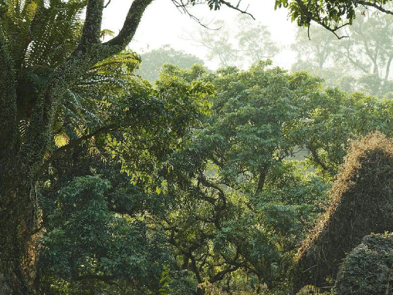 غابات الامازون