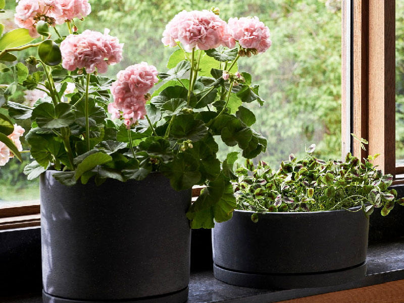 أصيص ينطق باسم النبات 