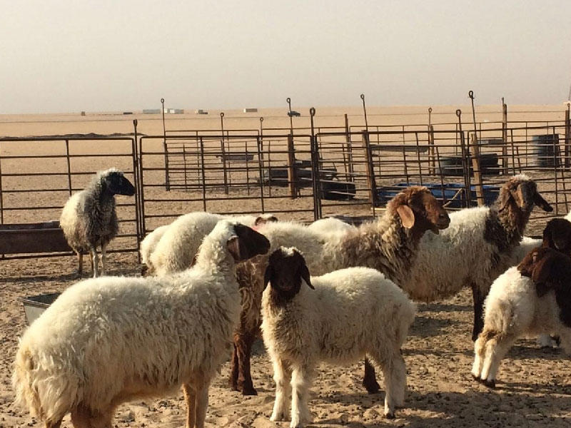 راعي أغنام تحوّل إلى طبيب بالصبية