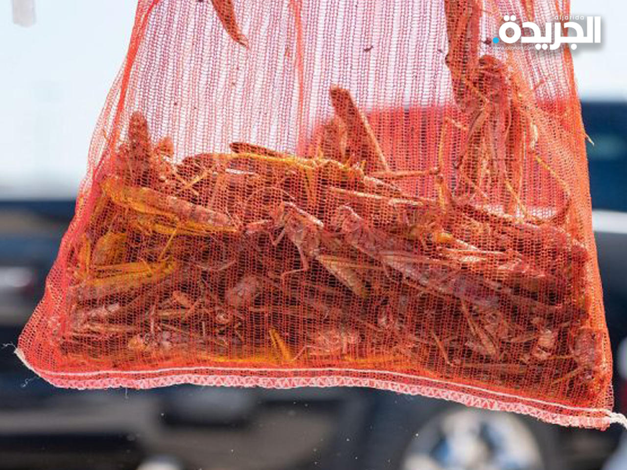 «الجراد» وجبة خفيفة شهية لدى بعض الكويتيين