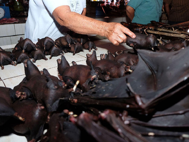  لحم الخفافيش منتشراً في بعض أجزاء إندونيسيا في  هيئة طبق كاري يحمل اسم بانيكي.