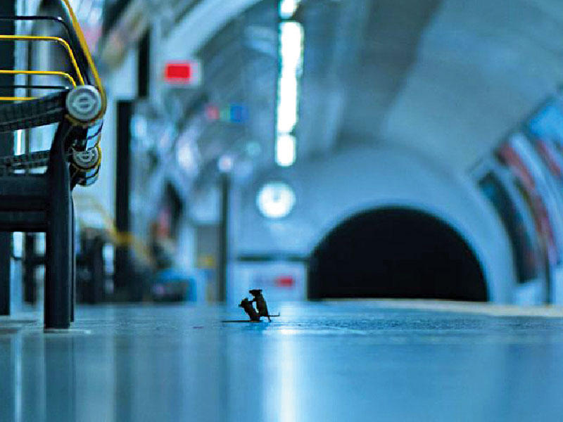 شجار الفأرين في المحطة يعجب الآلاف 