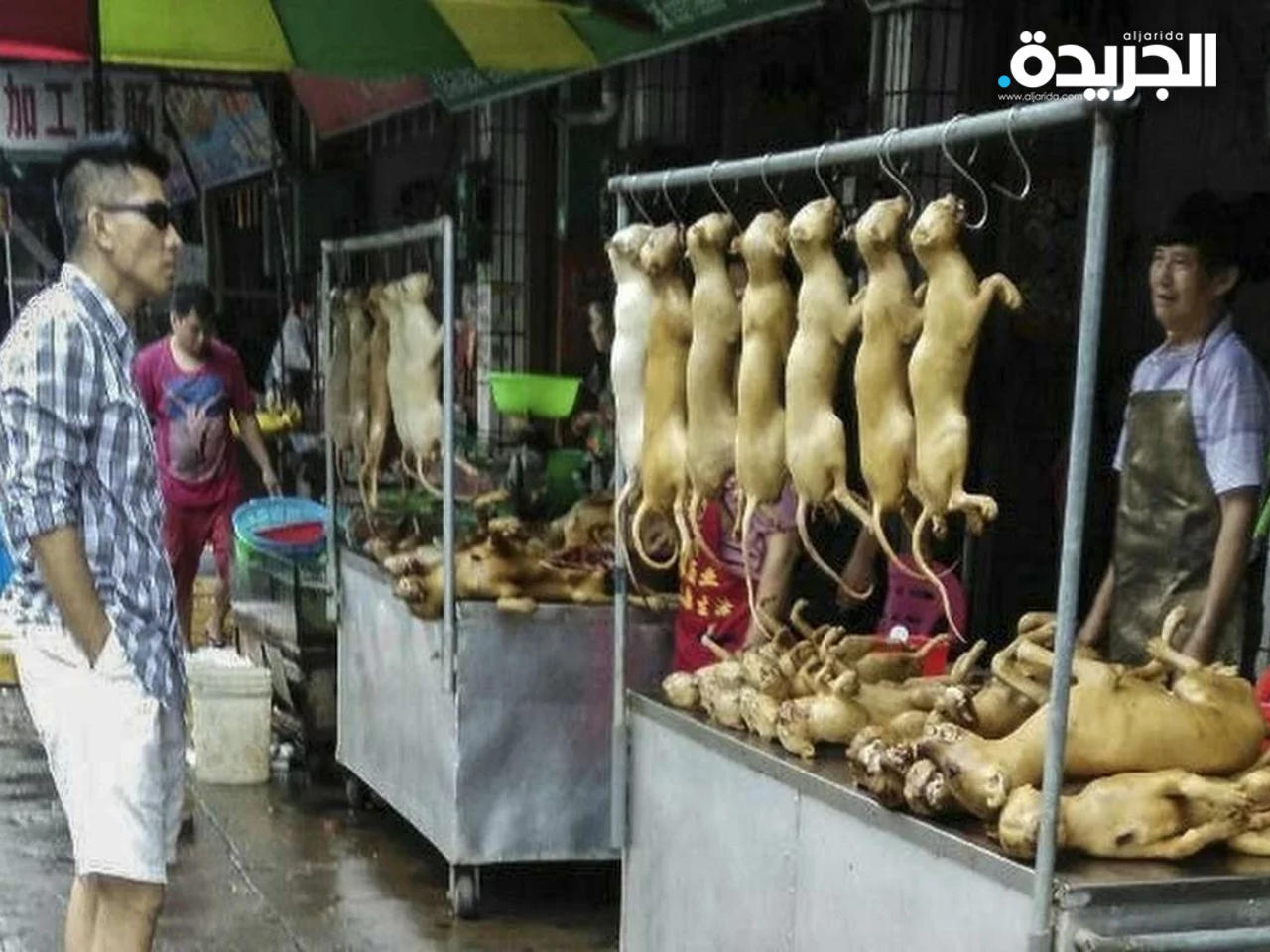 الصين تمنع «كلياً» تجارة الحيوانات البرية وأكلها