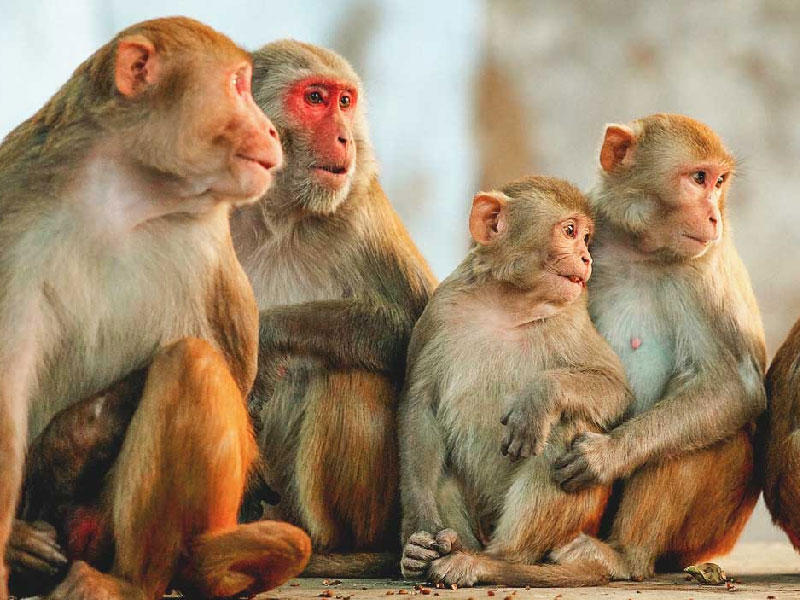 قرود نيبالية تغرق لإنقاذ زميلها