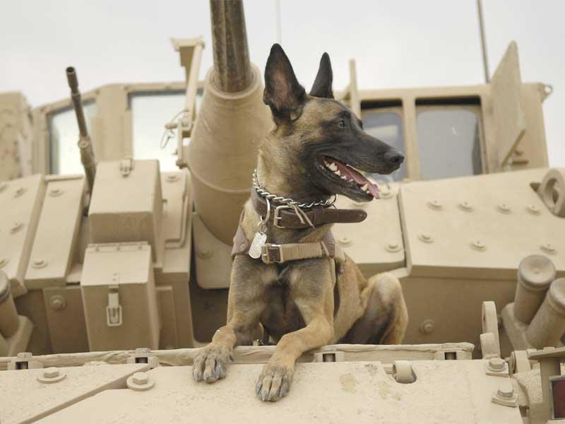 كلاب تعالج صدمات العسكر