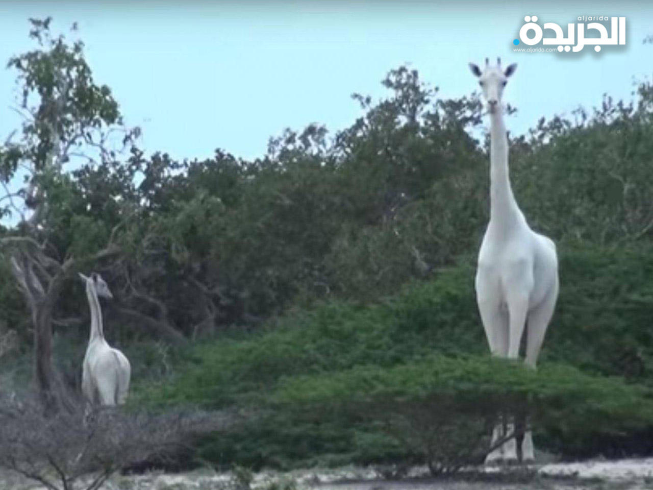 قتل صيادون غير شرعيين الزرافة البيضاء الوحيدة مع صغيرها