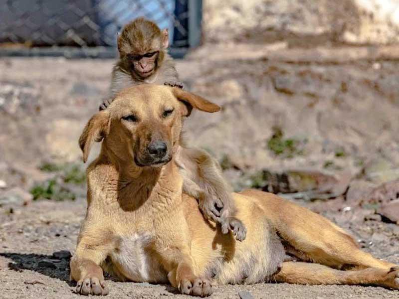 كلبة حامل تتبنى قرداً يتيماً 