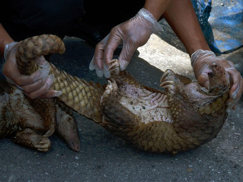 آكل النمل الحرشفي 