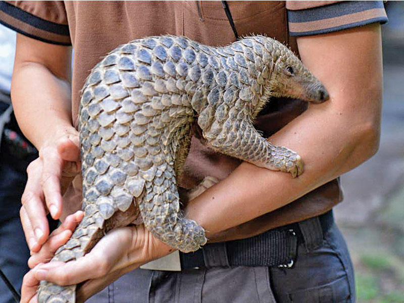 حيوان البنغول (آكل النمل الحرشفي)