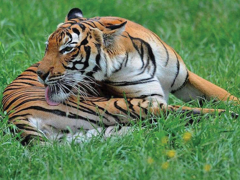 أنثى نمر من الفصيلة الماليزية