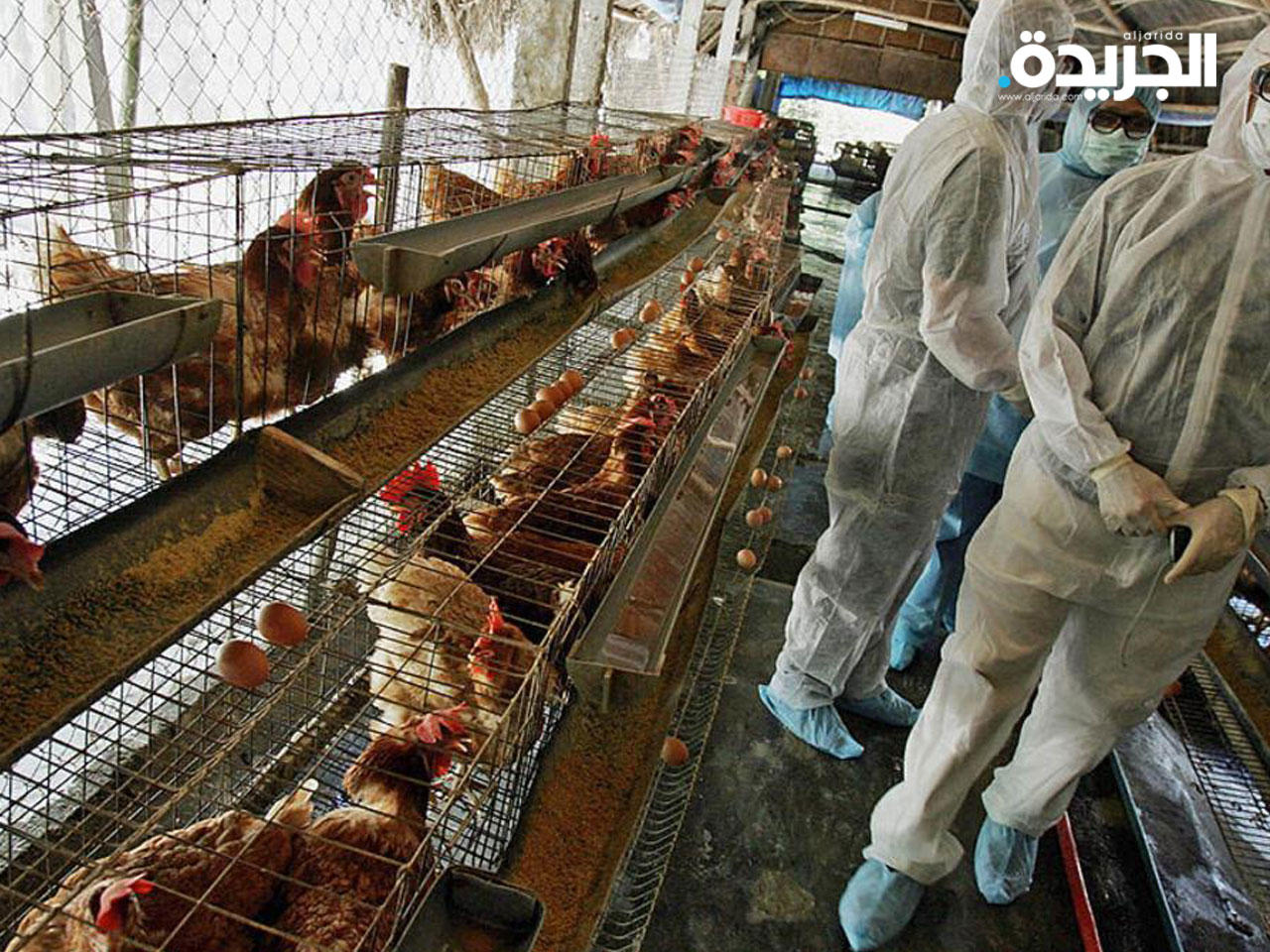 السلطات المجرية تعدم نحو 3.5 مليون طائر