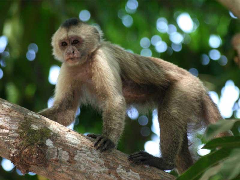 ولادة استثنائية لقرد صاحب الرأس الأصهب