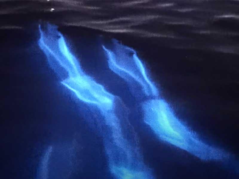 الدلافين تتوهج في حريق البحر