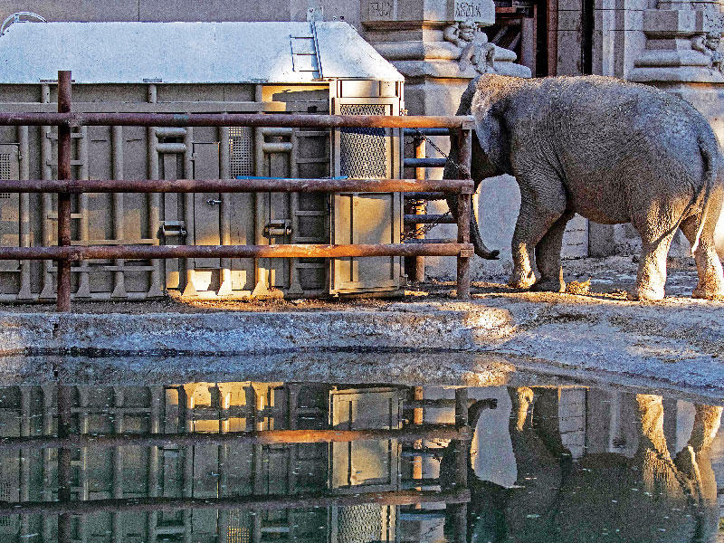  أنثى فيل عجوز ولدت في الهند