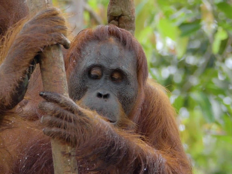 إنسان الغابn