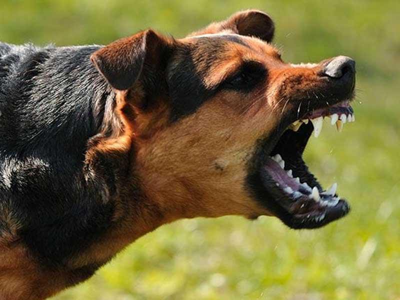 كلاب تمزق طبيبة أميركيةn