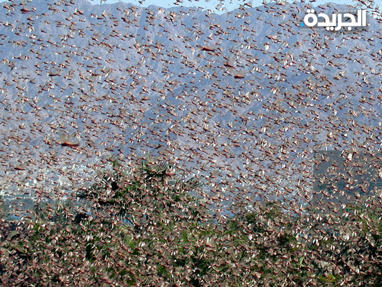 اسراب من الجراد في موجة سابقة