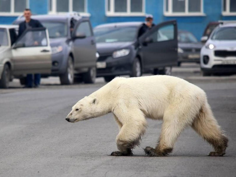 ظهور الدببة البيضاء في شوارع عاصمة إستونيا