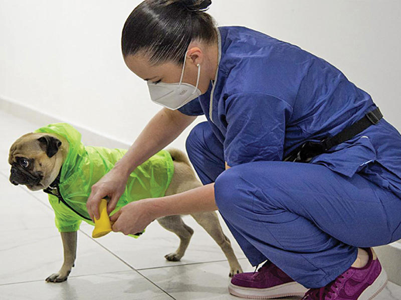 الكلب هارلي المدرب كمعالج في تخفيف الضغط الذي يعانيه الطاقم الطبي