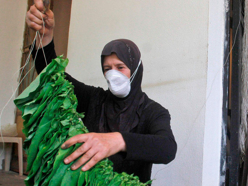 لبنانية تزرع التبغ في بلدة زوطر الشرقية جنوب البلاد  (أ ف ب)