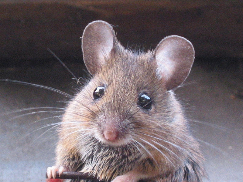 الفئران انتشرت بفضل البشر n