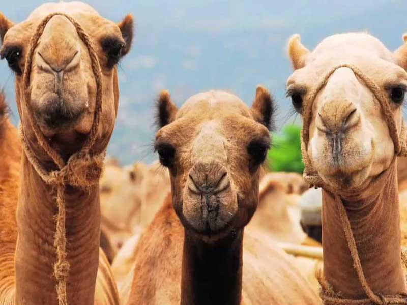 جمال سائبة تقتل 4 أشخاص