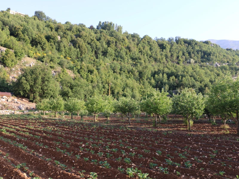 مشهد لأراضي زراعية في منطقة لاسا الواقعة في قضاء جبيل لبنان خلال صيف 2017