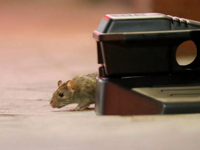 الفئرانتبحث عن مصادر جديدة للطعام 