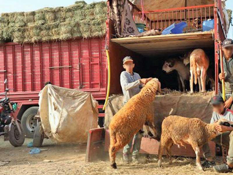 اقتراح بإلغاء الاحتفال بـعيد الأضحى في المغرب