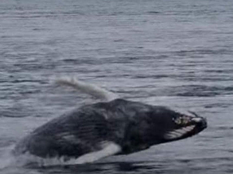 لقطة من فيديو للحوت التائه 