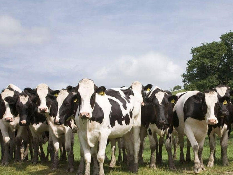 قطيع من الأبقار البريطانية 