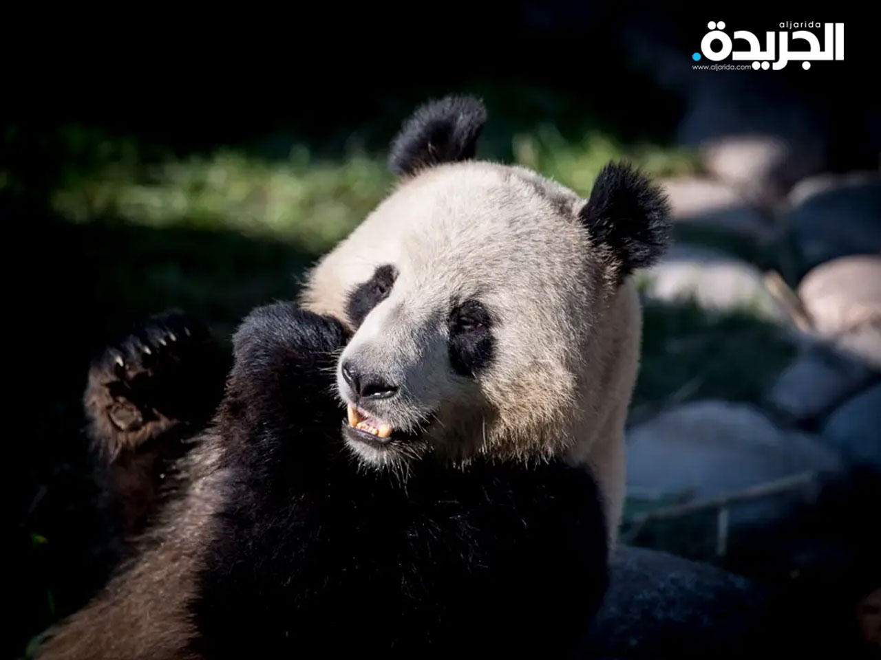 الباندا شينغ إير