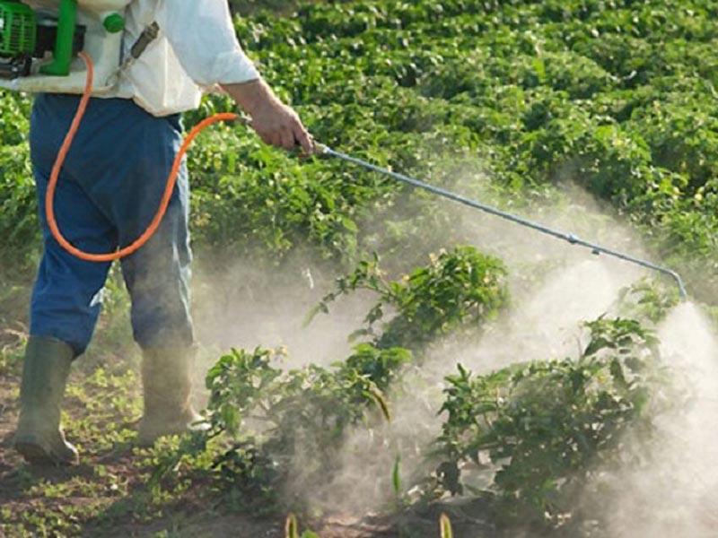 الحشرات في خطر: أوقفوا المبيدات